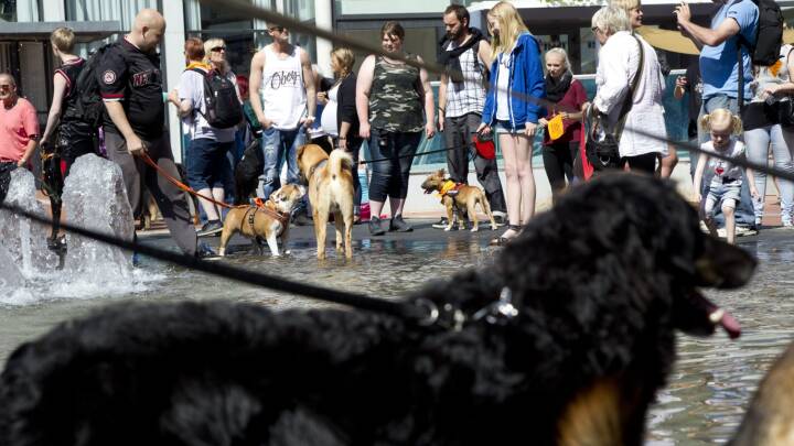 kreativ Vær forsigtig visdom Pas på: Det kan koste dig 2.000 kroner, hvis du ikke har din hund i snor |  Midt- og Vestjylland | DR