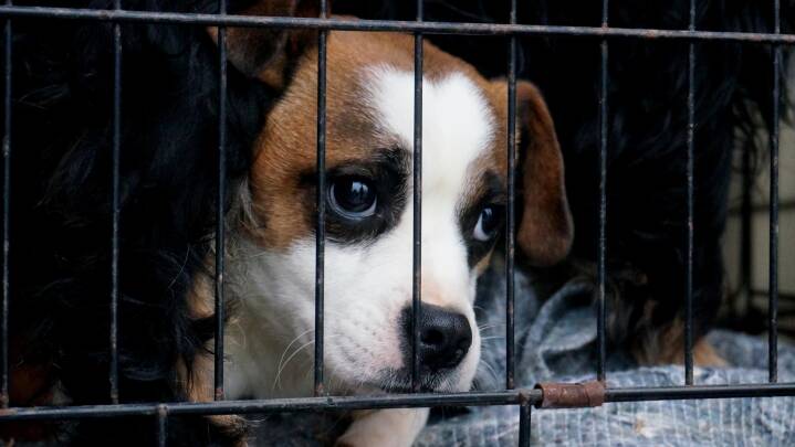DF om sag med vanrøgtede hunde: Den dom vi ikke leve med | Østjylland | DR