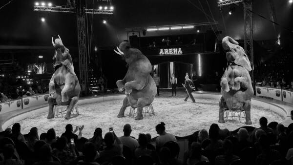 Mantle Besætte Blitz Staten køber cirkuselefanter for 11 millioner kroner | Indland | DR