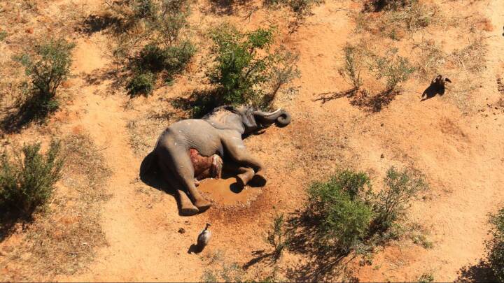 Påvirke klippe Stolpe Mystisk elefantdød i Botswana: Her er ekspertbud på deres pludselige død |  Udland | DR