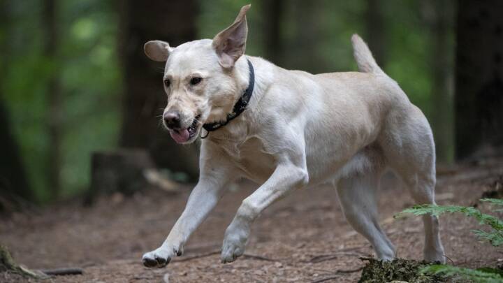 Fire tricks til at få på din corona-hundehvalp, der nu er ustyrlig teenager | Natur | DR
