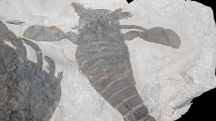 Fossil afslører: sø-skorpioner dolkede byttedyr med kæmpe kløer | Natur DR