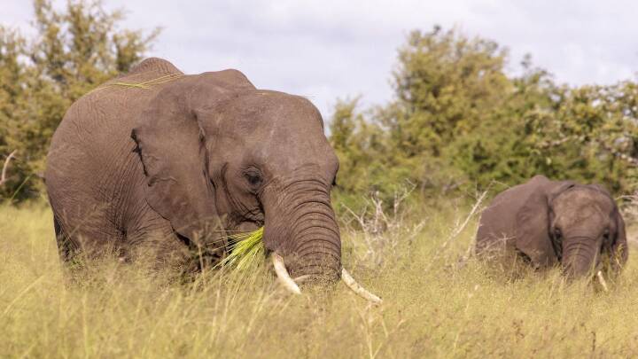 Lynhurtig evolution: Elefanter smidt stødtænderne at overleve krybskytteri | Natur DR