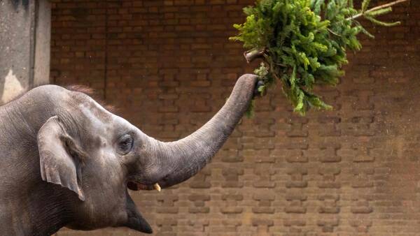 rulletrappe I særdeleshed Personligt Se billederne: Aflagte juletræer er en sand delikatesse for dyrene i Berlin  Zoo | Seneste nyt | DR
