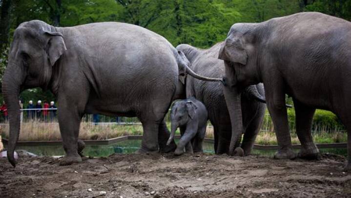 ærme Arthur forum Når elefanter dræber mennesker handler det om mad | Naturvidenskab | DR