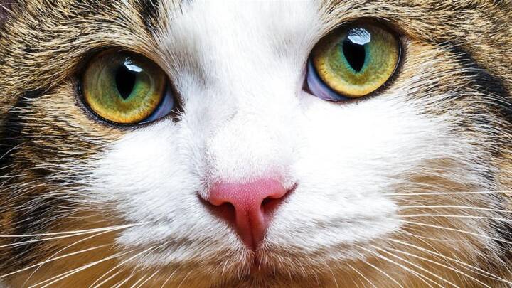 computer farvestof Mose DNA afslører hvorfor katte og mennesker er venner | Naturvidenskab | DR