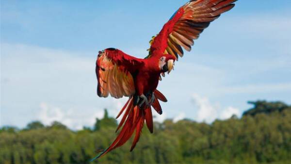 Ni Forpustet smidig Tv-hold gik med fuglene på vingerne | Naturvidenskab | DR