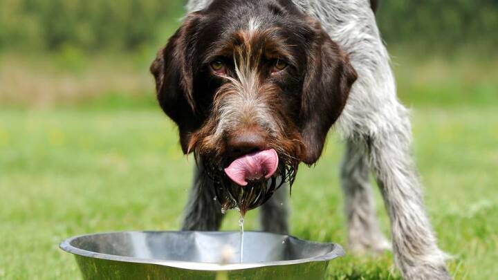 Fysikere finder formel bag hundens sjuskede drikkevaner | Naturvidenskab DR