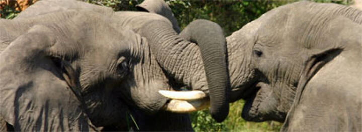Elefanten være uddød om 12 år | Udland |