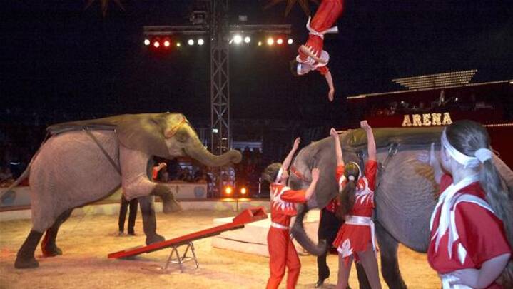 Cirkus Arena om forbudte elefanter: 'Vi håber på økonomisk kompensation' Sjælland | DR