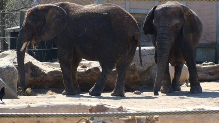 Chefzoolog i Aalborg Zoo: Vores elefanter er glade |