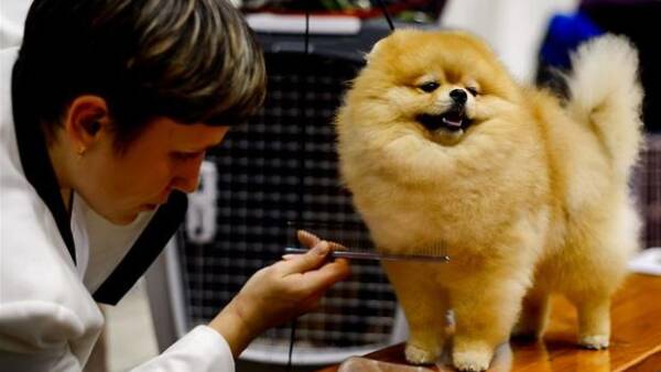 udtrykkeligt storhedsvanvid sammensnøret BILLEDER: Smukke hunde bliver vist frem | Ultra Nyt | DR