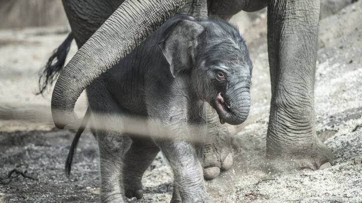 Fascinate Lærd Snuble Københavns zoo afliver herpes-syg elefantunge | Naturvidenskab | DR