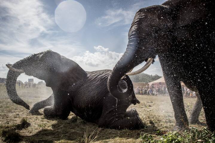 Safaripark tilbyder at overtage elefanter fra Arena Indland | DR