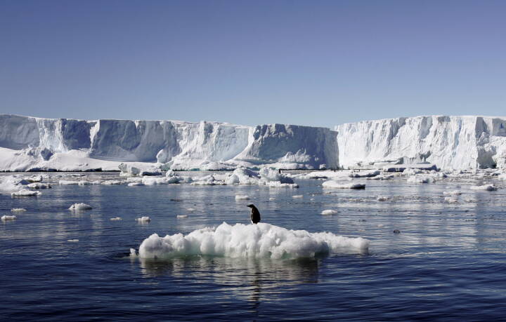 Også Fancy Hover For 115.000 år siden fik smeltende Antarktis havet til at stige med tre  meter - og det kan ske igen | Klima | DR