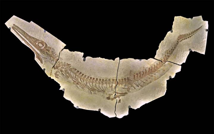 Forhistorisk krokodille droppede Udviklede og finner som | Natur | DR