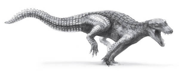 Forhistorisk krokodille droppede Udviklede og finner som | Natur | DR