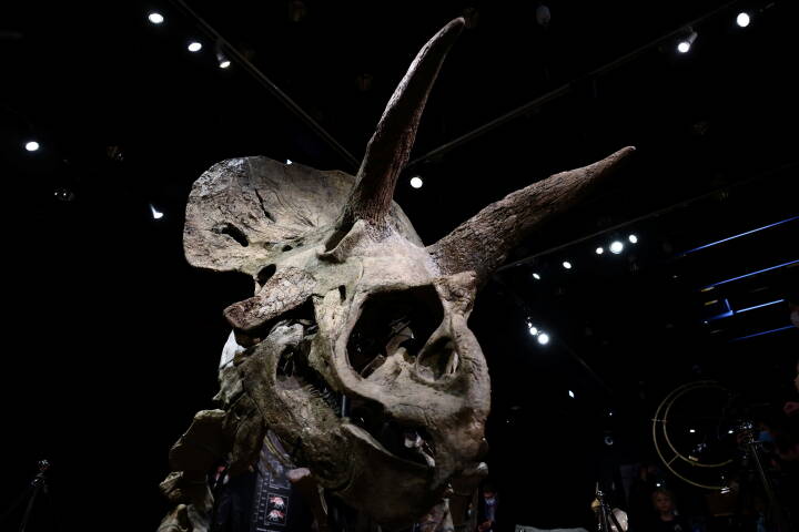 have Udfyld mulighed 66 millioner år gammelt dinosaurskelet solgt på auktion: 'Det er ikke et  spor vigtigt fund' | Viden | DR