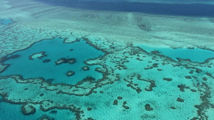 Verdens største koralrev har klamydia: 'Bakterien kan måske være med til at forhindre, at korallerne bliver syge'
