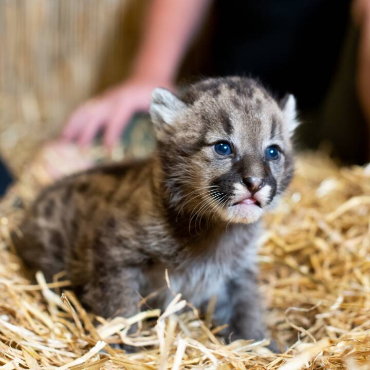 Pas på ild Far Puma-unge født i dansk zoo | Nyheder | DR