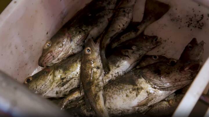 'Historisk sørgelig dag': Fiskeriet i Østersøen er dødt