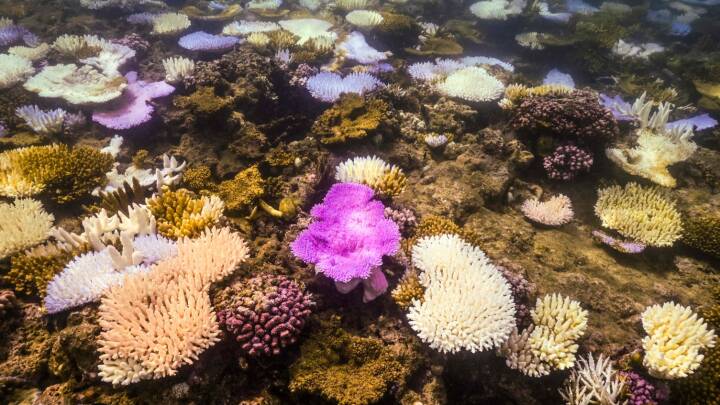 Hvor blev de lilla-gule farver af? Endnu flere koral-områder har mistet farve