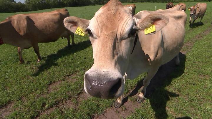 Ny forskning skal undersøge, om køer bøvser mere klimavenligt på marken end i stalden