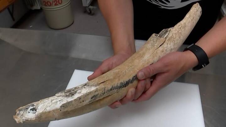 Stødtand fra forhistorisk dyr fundet i en grusbunke
