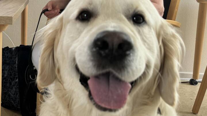 22 hunde er til optagelsesprøve på plejecenter i Holbæk