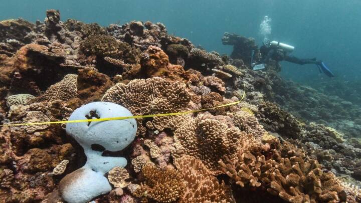 Great Barrier Reef ramt af værste masseblegning nogensinde 