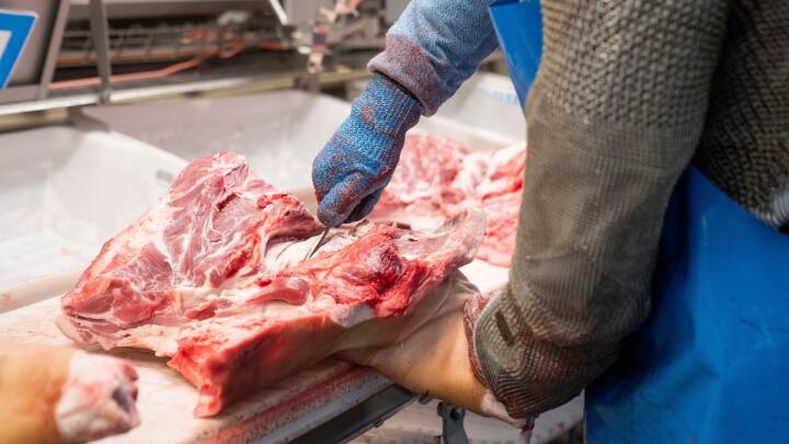 Svine-god eksport sætter slagterier under pres