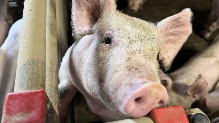 Kan kortere transporttid for grise redde arbejdspladser? Partier er splittede