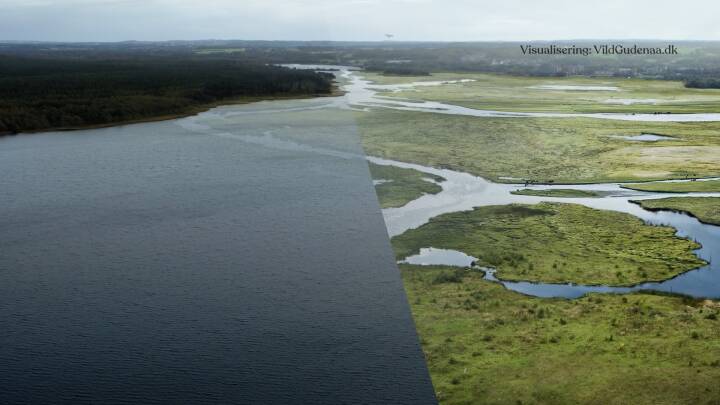 Skal vild natur sejre over sø-elskende danskere? Efter 30 år skal slaget om Danmarks største kunstige sø snart afgøres 