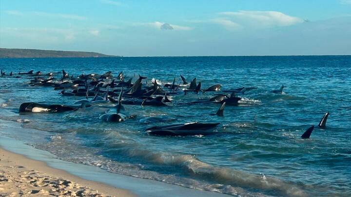 Over 100 strandede hvaler reddet i Australien