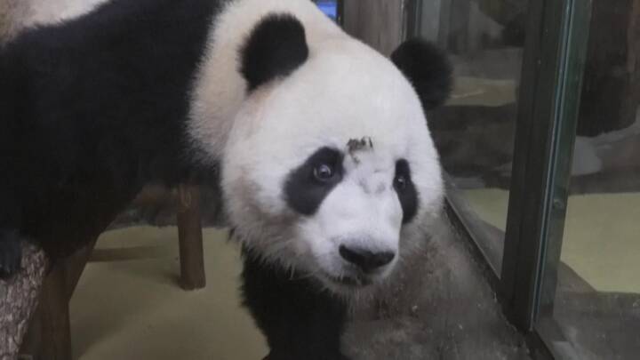 Spanien får to nye pandaer efter at have leveret en hel familie tilbage til Kina