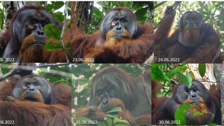 Orangutang behandlede sit sår med en lægeplante