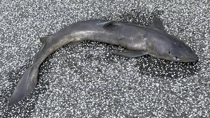 Endnu en haj er blevet fundet på cykelsti i Vestjylland