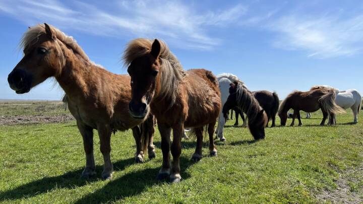 Firbenede superhelte redder naturen: Heste skal gumle græsset ned i områder med PFAS-forurening