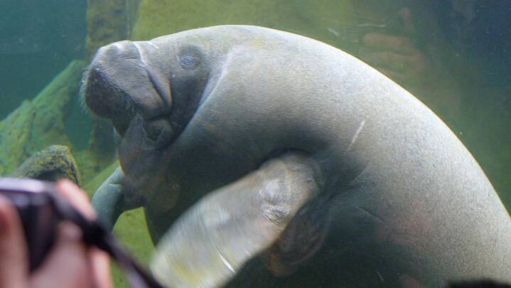 Zoologiske Haver Presset Af Coronakrisen Hvis Vi Slukker For Varmen Sa Dor Sokoerne Ostjylland Dr Zoologiske Haver Presset Af Coronakrisen Hvis Vi Slukker For Varmen Sa Dor Sokoerne Ostjylland Dr