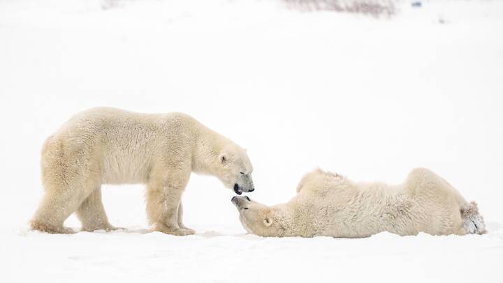 Se billederne: Isbjørne leger i sneen
