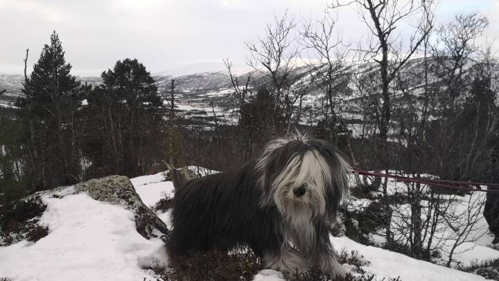 Mirakelhunden Apo fra Herning overlevede 15 dage i snefyldte norske fjelde