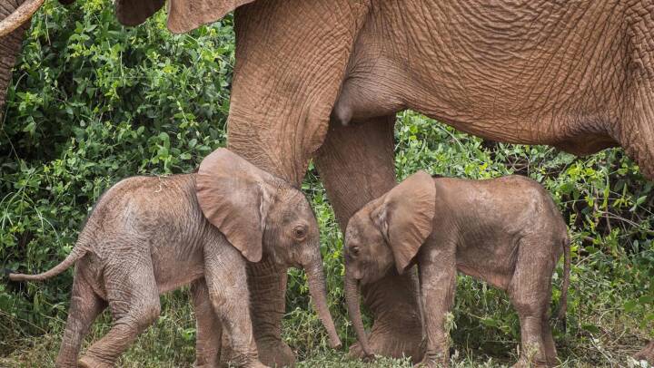 Elefanten Bora med unik tvillingfødsel - ikke set siden 2006