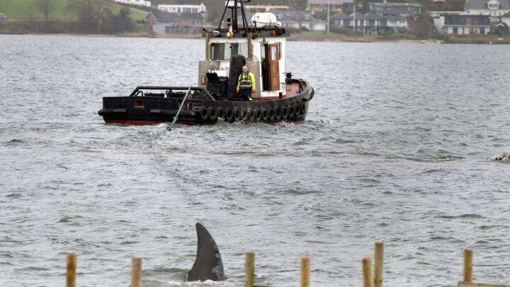 Video: Død hval ligger nu i Kolding Havn