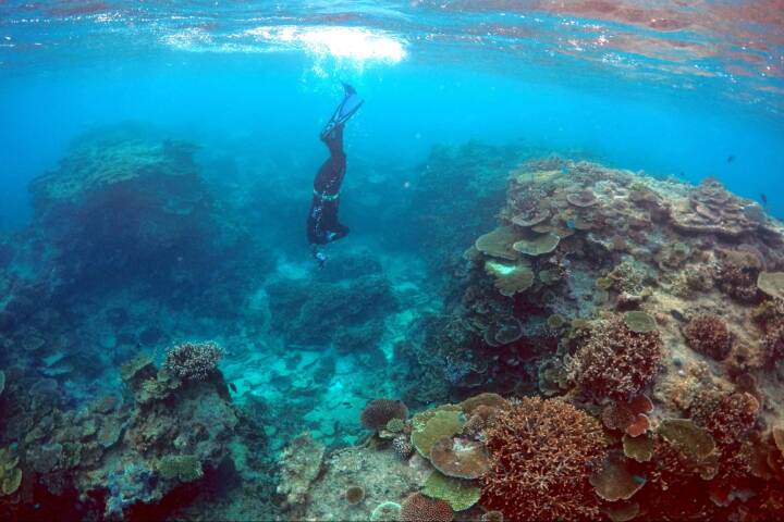Great Barrier Reef får ny økonomisk saltvandsindsprøjtning
