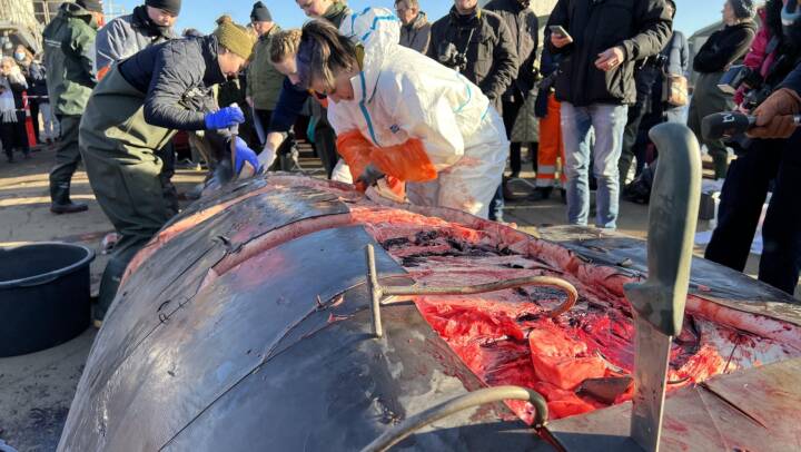 Hvorfor døde hvalen i Kolding? Nu har forskere skåret den i småstykker foran publikum
