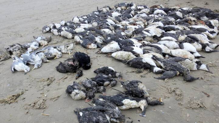Flere hundrede fugle skyllede op på de danske strande: Nu ved eksperter hvorfor 