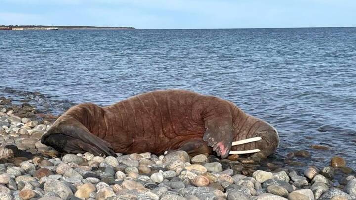 En stor hvalros har slået sig ned på havnen på Læsø 