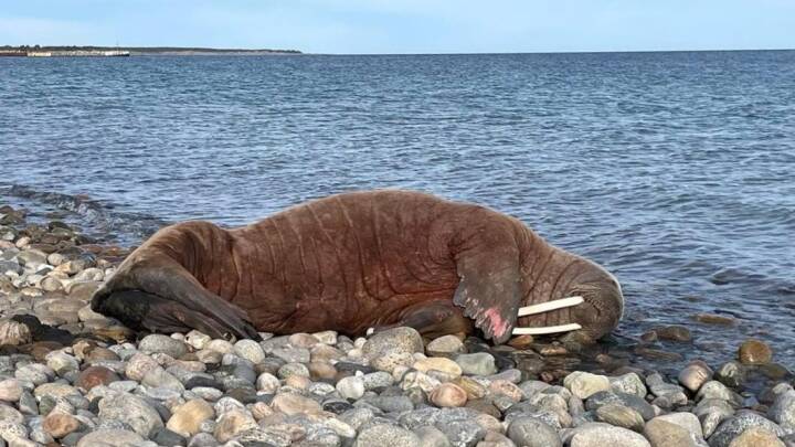 Stor hvalros er det seneste sjældne dyr i Danmark: 'Det er det vildeste, jeg nogensinde har set'