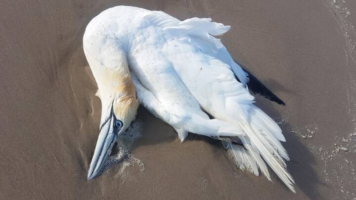 Døde fugle på Vestkysten skyldes formentlig skotsk udbrud af fugleinfluenza