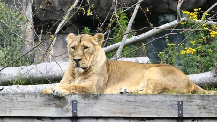 Aflivet løve i Aalborg Zoo skal sikre artens overlevelse
